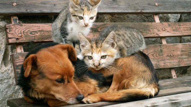 Un perro y dos gatos en un banco.