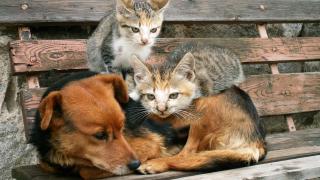 Un perro y dos gatos en un banco.