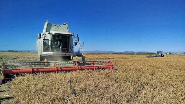 Siega de arroz en la Albufera. AVA-ASAJA