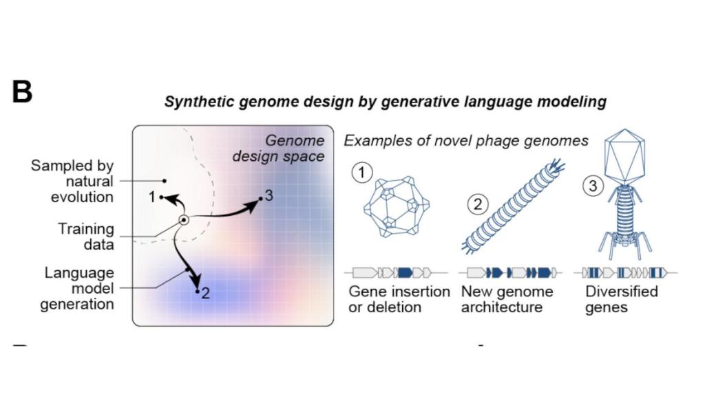 Generación del genoma de un virus por inteligencia artificial