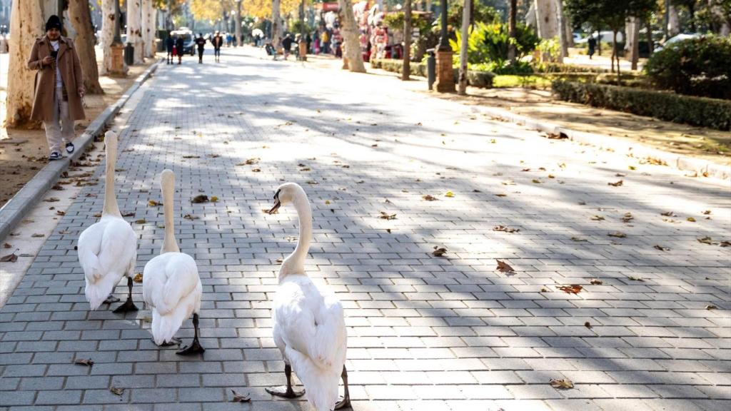 Imagen de archivo de unos cisnes paseando por el Parque de María Luisa.