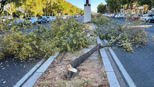Árboles talados en la mediana de Torneo.