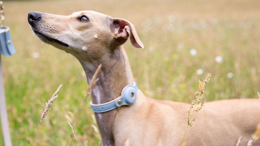 Un perro con un collar de Nina Woolf.