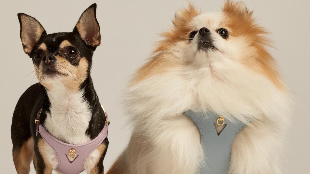 Dos perros con accesorios de Branni Pets.