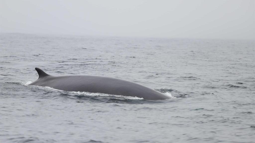 Ballena en aguas gallegas.