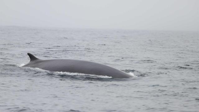 Ballena en aguas gallegas.