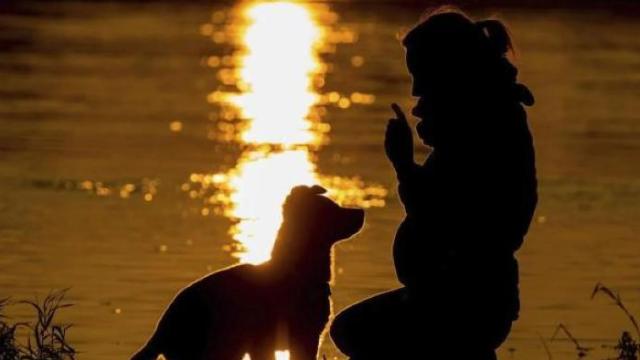 Un fallo pionero declara violencia vicaria matar a un perro para hacer sufrir a la pareja