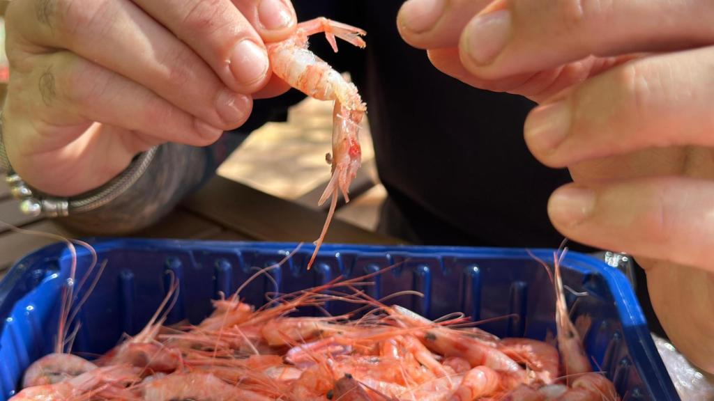 Marcos Servera pelando gambusí.
