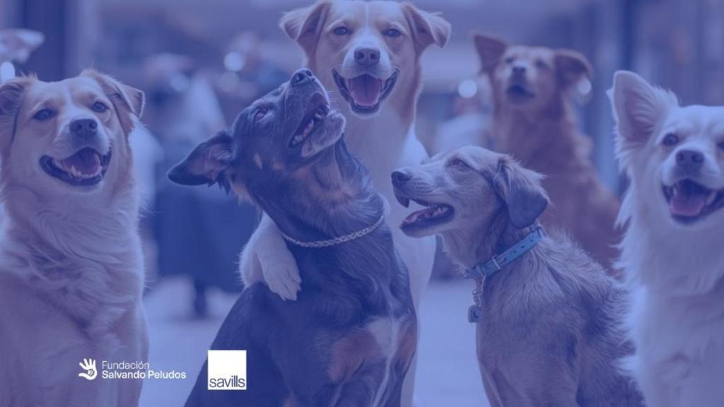 Cartel de la iniciativa 'Peludos en el centro'.