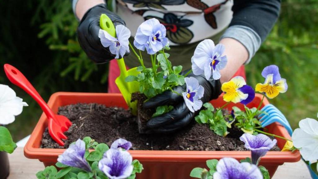 Jardinera con pensamientos.