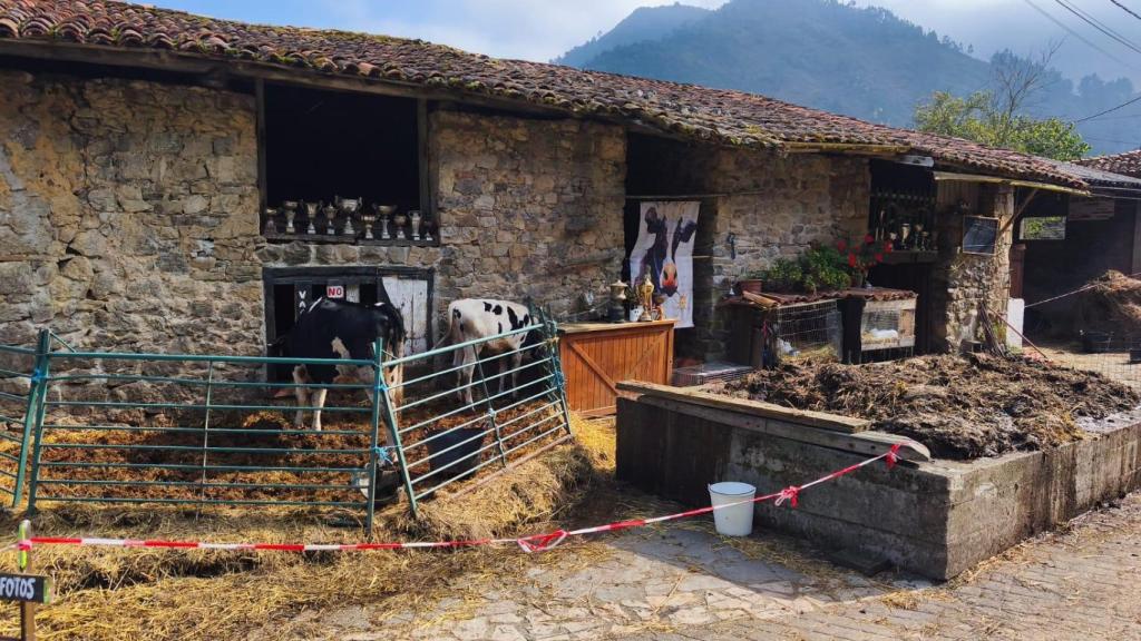 Una imagen de la conocida Ganaería Maella, ubicada en la aldea de Cuevas del Agua en Ribadesella.