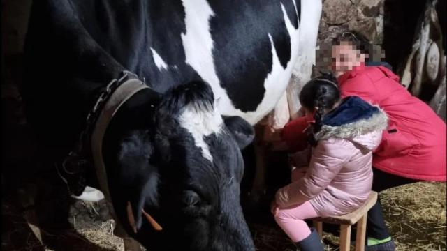 Mar ordeñando una vaca en la granja de la Ganadería Interactiva Maella.