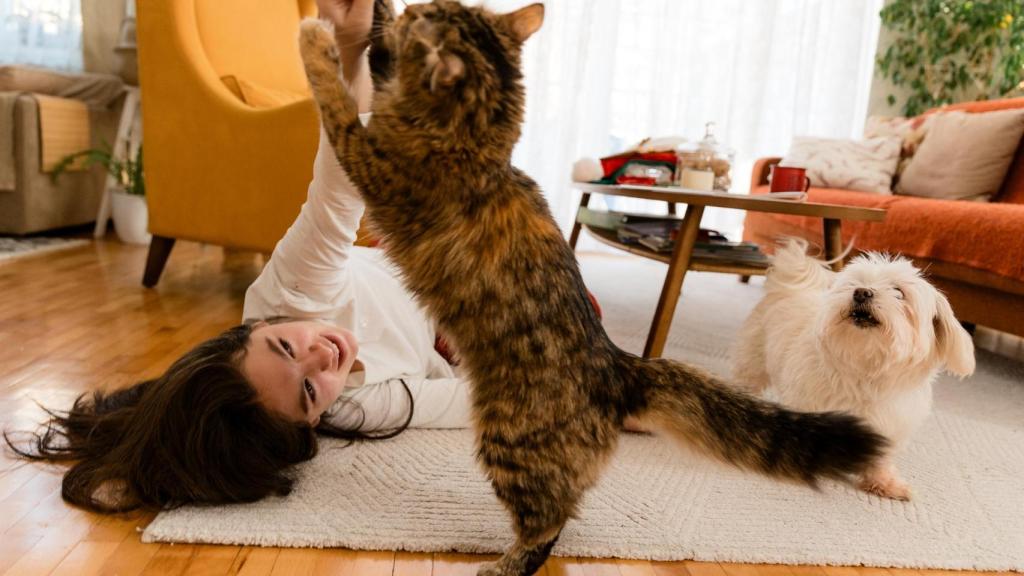 Un gato jugando con una chica.