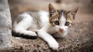 Un gatito en la calle.