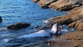 Aparece el cadáver de un cetáceo en el Puerto de Aldán, en Cangas (Pontevedra)