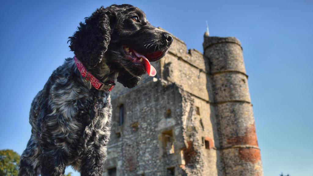 Un perro en frente de un castillo.