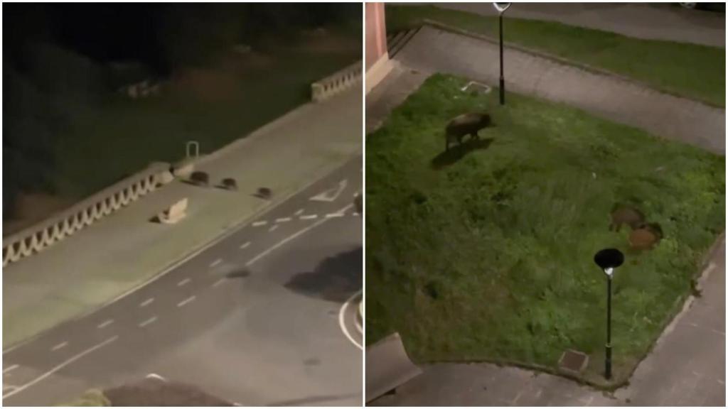 Tres jabalíes se dejan ver de noche por el Paseo Marítimo de A Coruña