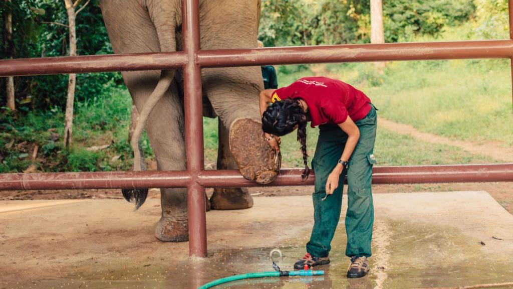 El centro está incrustado en un paisaje ancho y selvático de Sayaboury, en el noroeste de Laos.