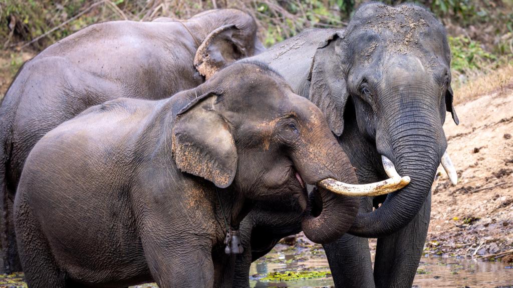 El ECC alberga actualmente 27 elefantes adultos y dos crías en un bosque de 500 hectáreas.