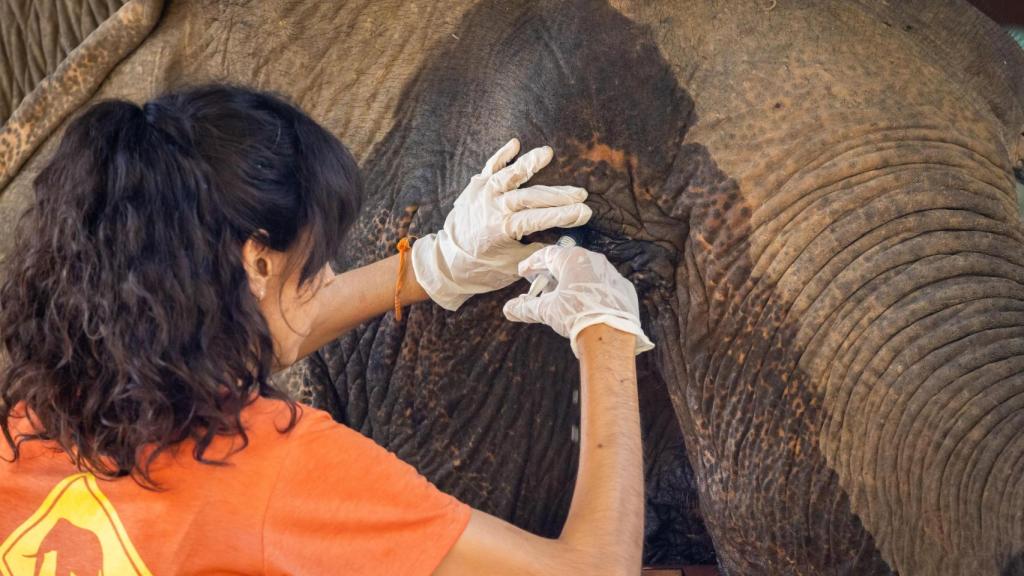 Anabel López sobre los elefantes: Si tienen que ponerlos a trabajar veinte horas, pues lo hacen.