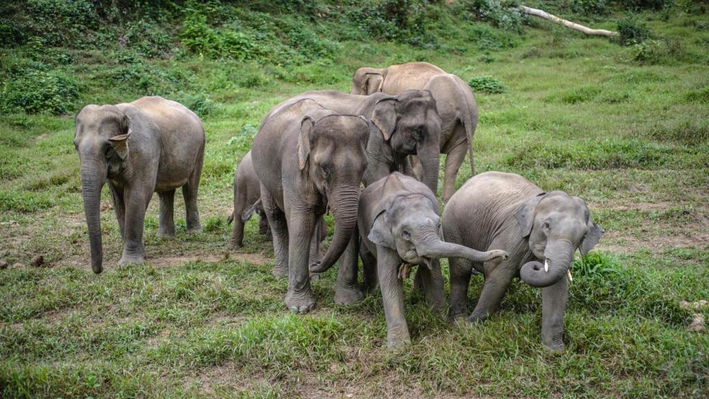 Anabel López sobre los elefantes: Unas criaturas fascinantes. Tienen personalidades completamente diferenciadas. Cuando muere uno de ellos, tienen conciencia de la muerte y atraviesan un duelo.