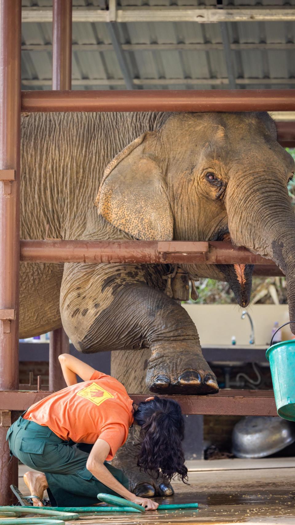 En marzo de 2019, el ECC consiguió lo que parecía imposible: devolver cuatro elefantas a la selva de Nam Pouy.