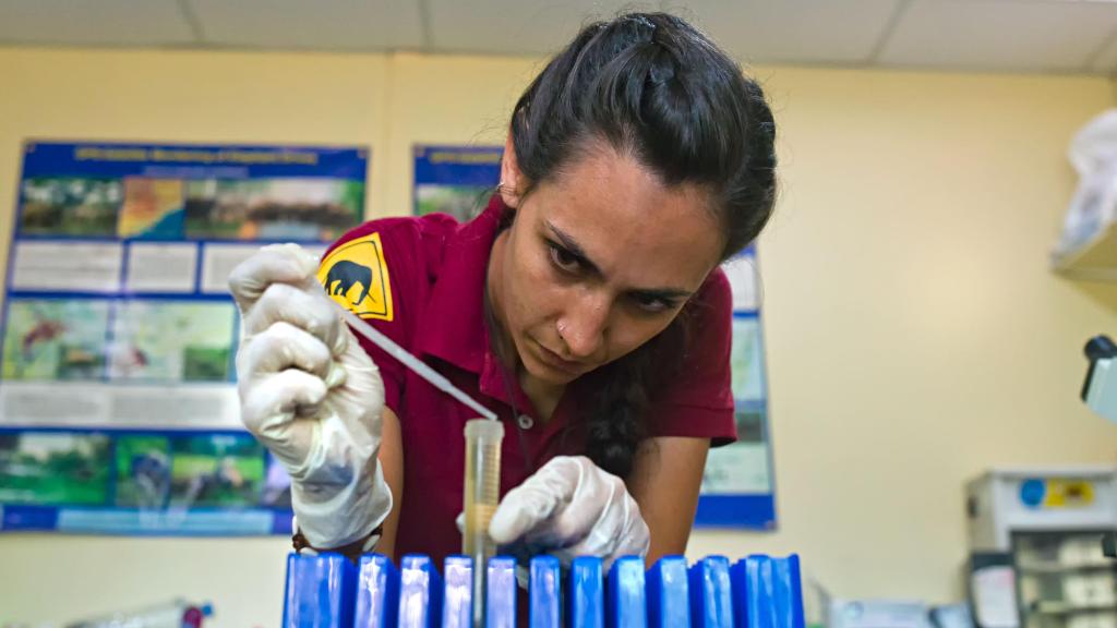 Con guantes y espátulas, toman pequeñas muestras de las heces y las almacenan en tubos con líquidos conservantes.