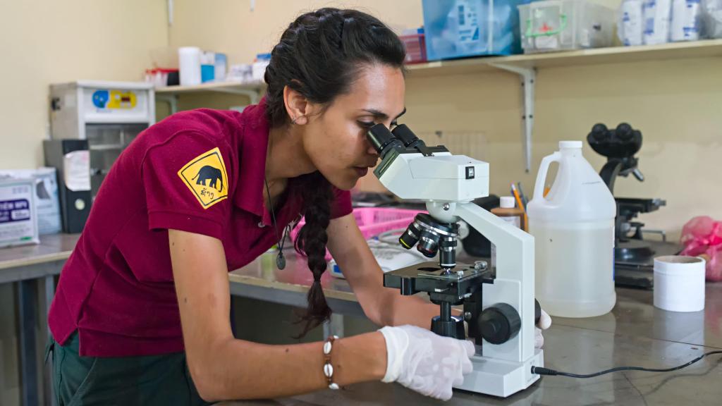 En palabras de Anabel, “se habla de unos ochocientos elefantes en total, la mitad en libertad y la otra mitad en cautividad.