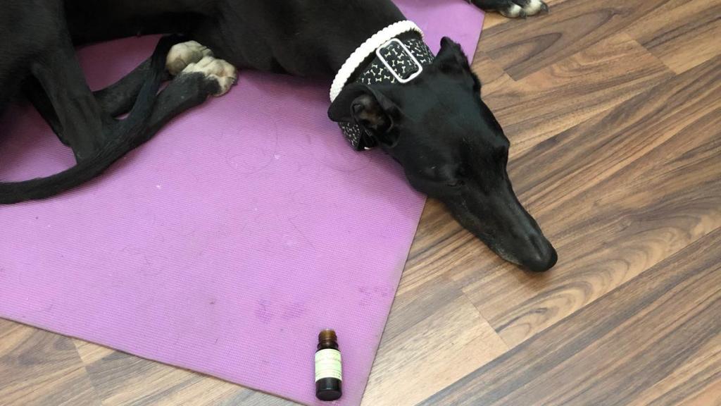 Un perro en una sesión de aromaterapia con aceite esenciales.