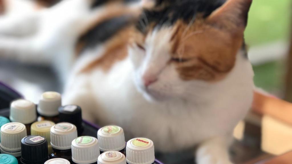 Un gato al lado de aceite esenciales.