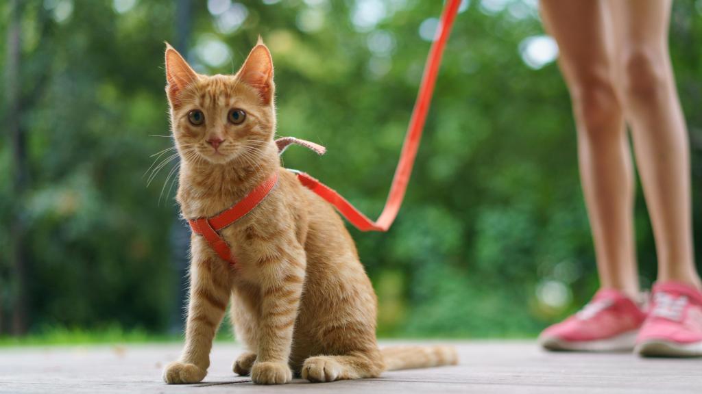 Un gato naranja con una correa en un parque.