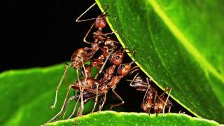 Los insectos, como las hormigas, son clave para el equilibrio de los ecosistemas.
