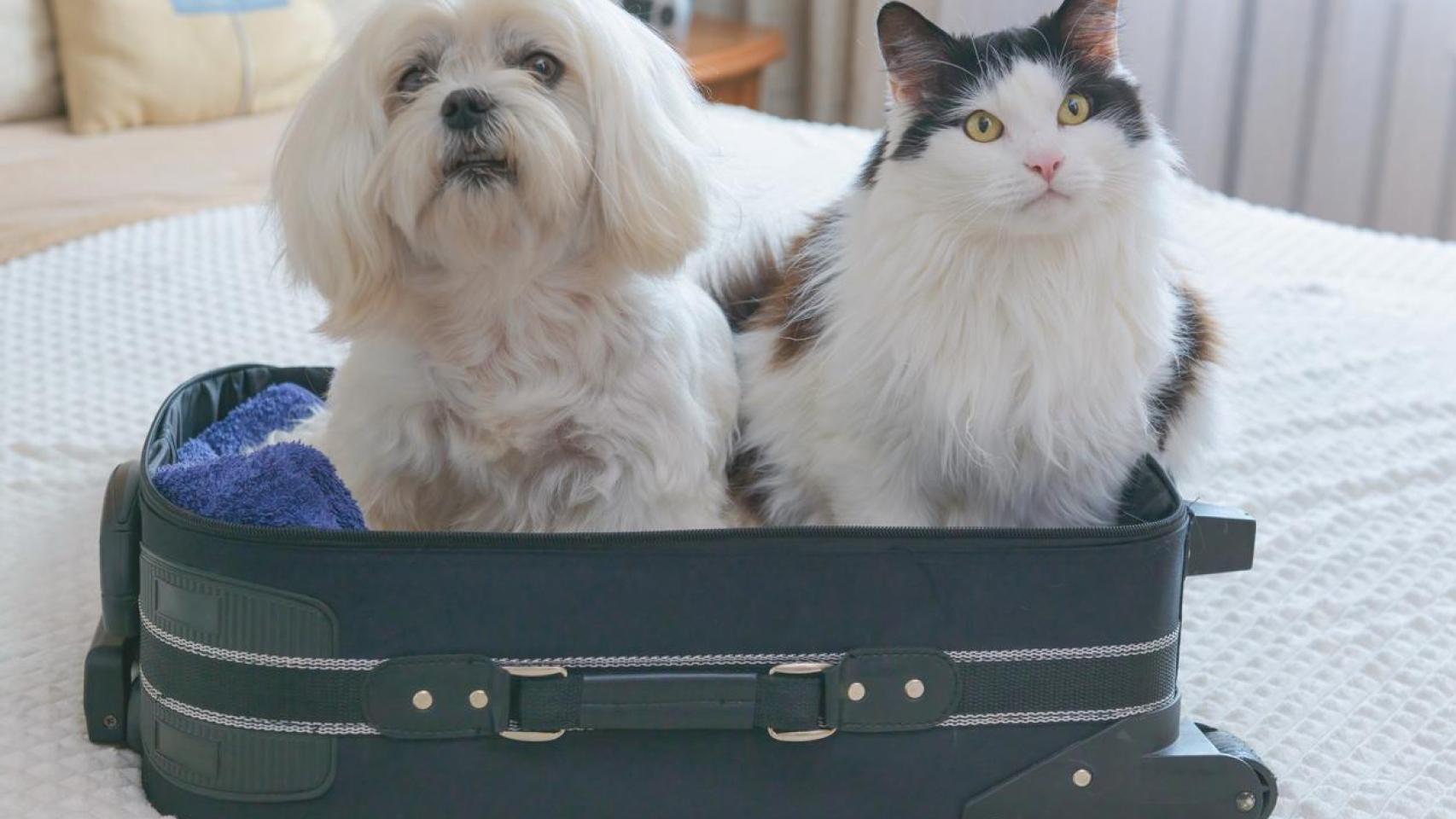 Un gato y un perro dentro de una maleta.