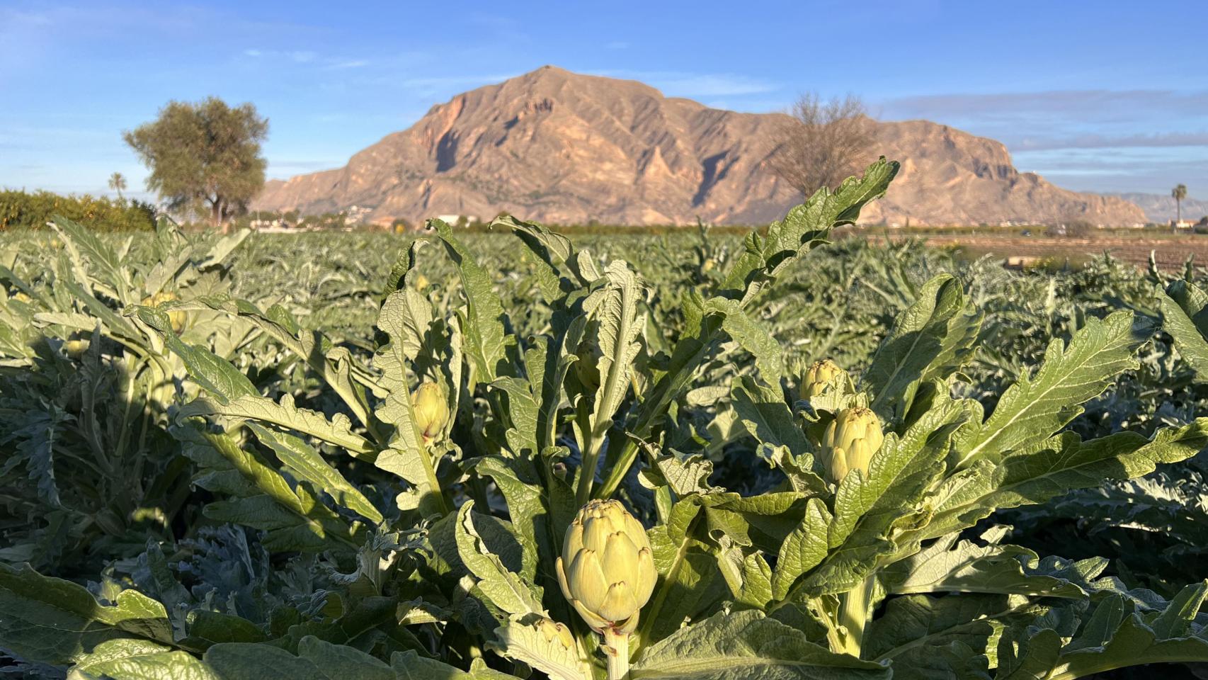 Unas alcachofas de la Vega Baja.