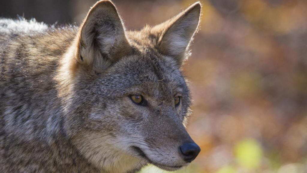 WWF denuncia la persecución del lobo en Cantabria por ser insostenible y sin base científica.