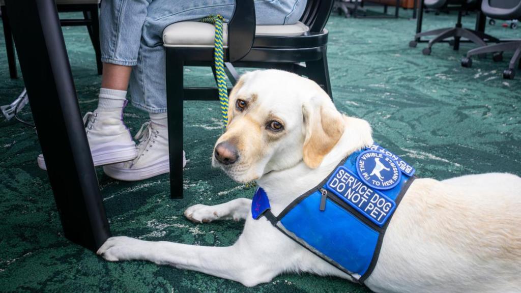 Un perro de asistencia sentado.