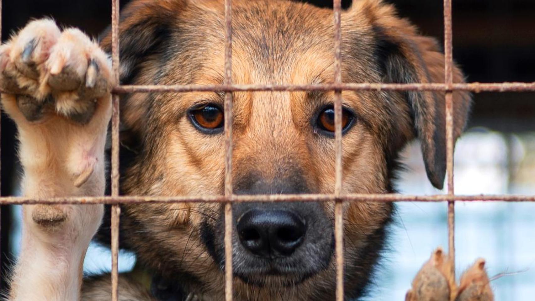 Un perro detrás de las rejas de una perrera.