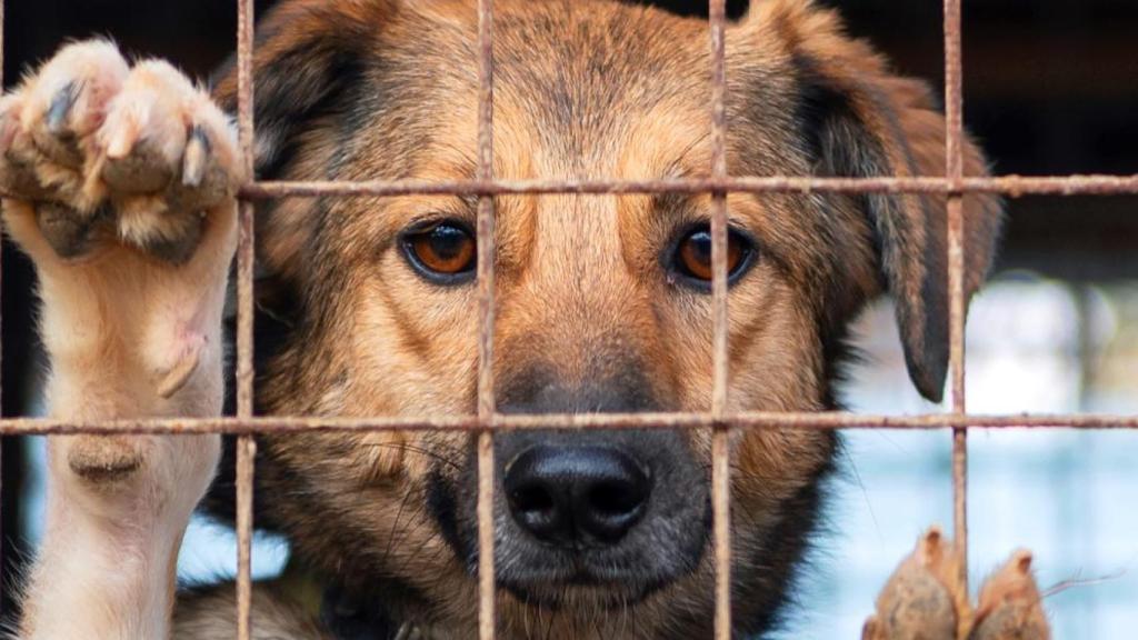 Un perro detrás de las rejas de una perrera.