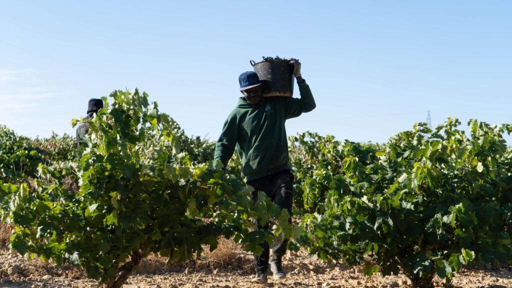 Vendimia de 2025 en Castilla y León.