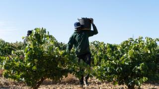 Vendimia de 2025 en Castilla y León.