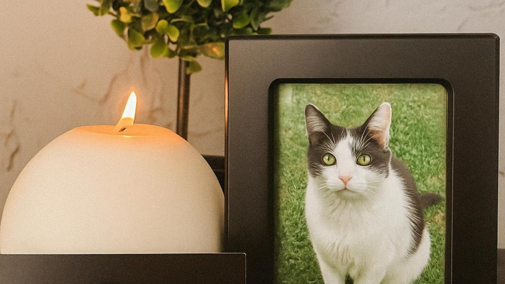 La foto de un gato y una planta detrás.