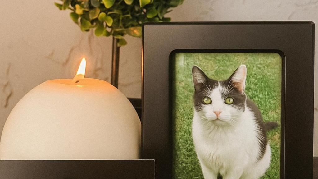 La foto de un gato y una planta detrás.
