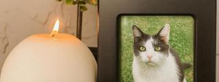 La foto de un gato y una planta detrás.