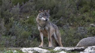 En Asturias, la violencia ha aumentado sistemáticamente hacia el lobo ibérico.