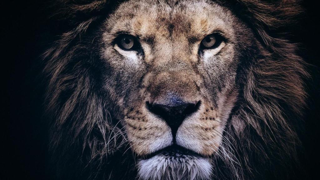 Una de las obras es la cara de un león.