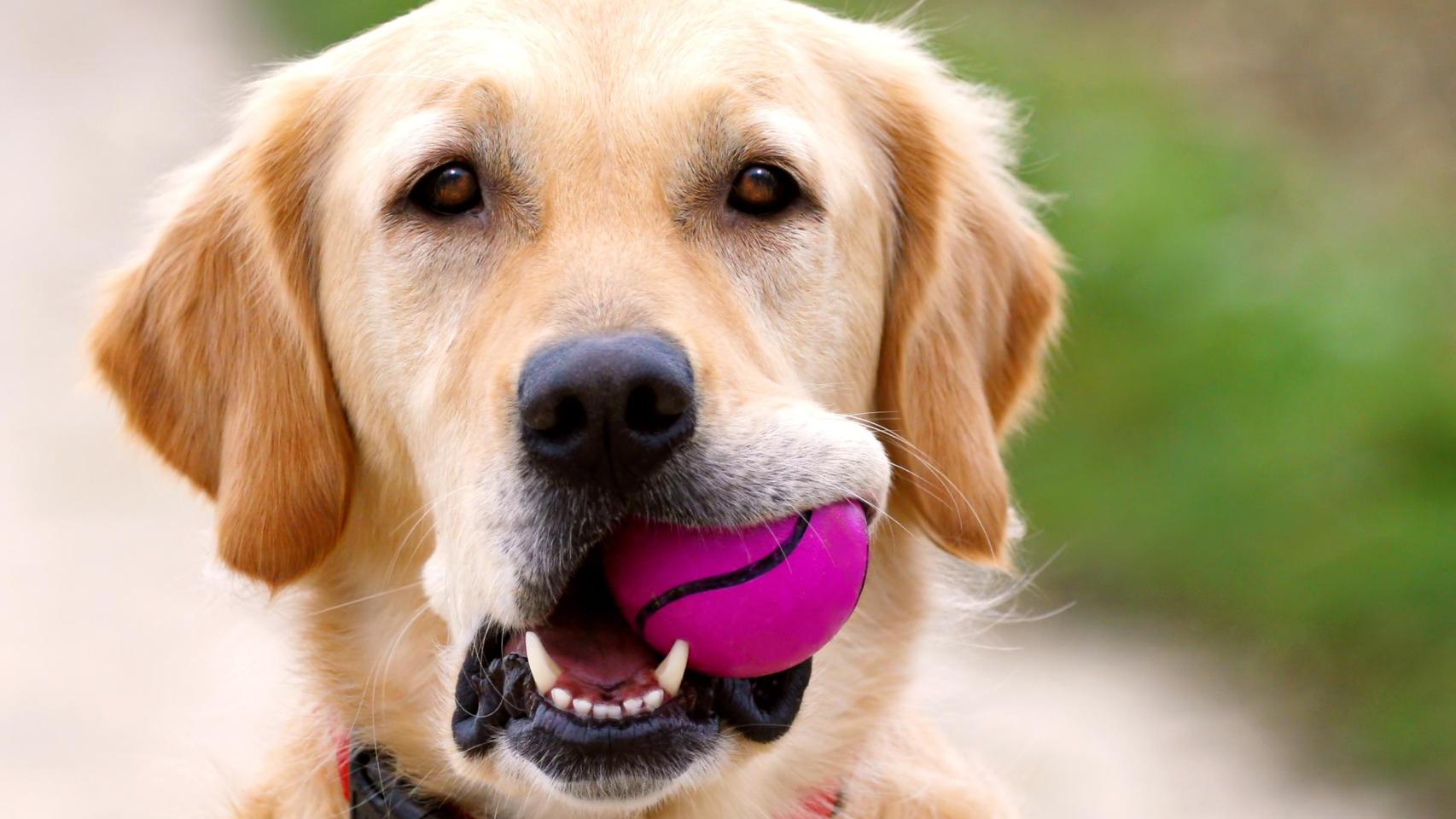 Un perro con una pelota en la boca.