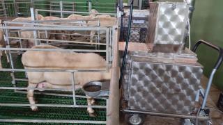 Oveja en equipo de medición de gas GreenFeed