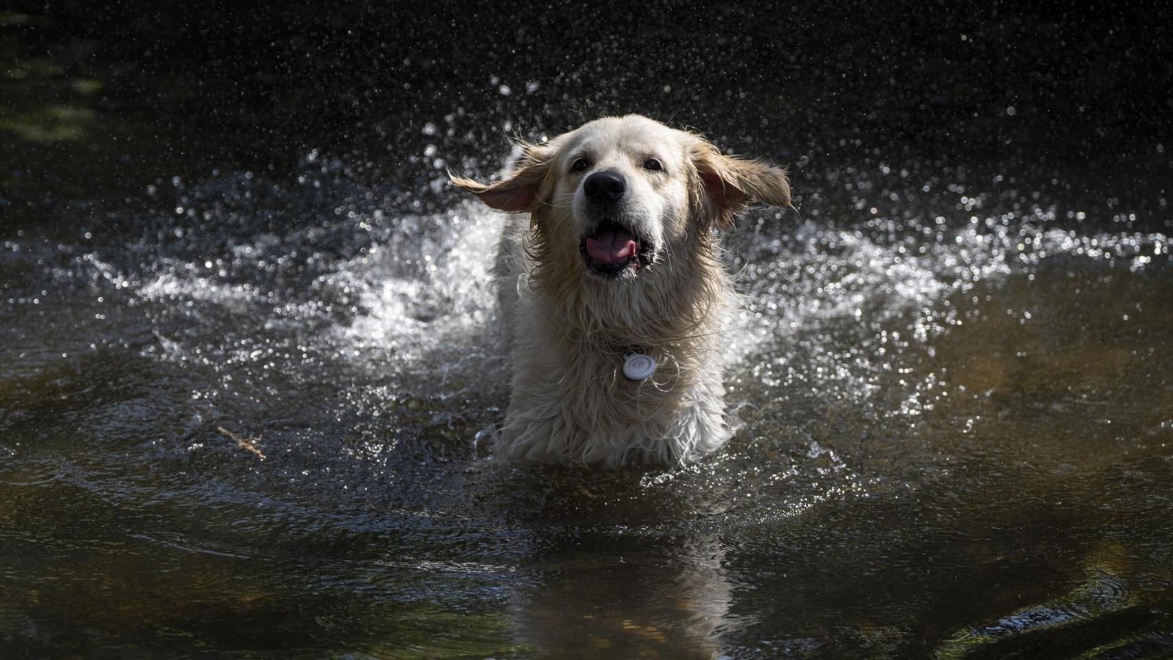 Un perro se baña en un lago.