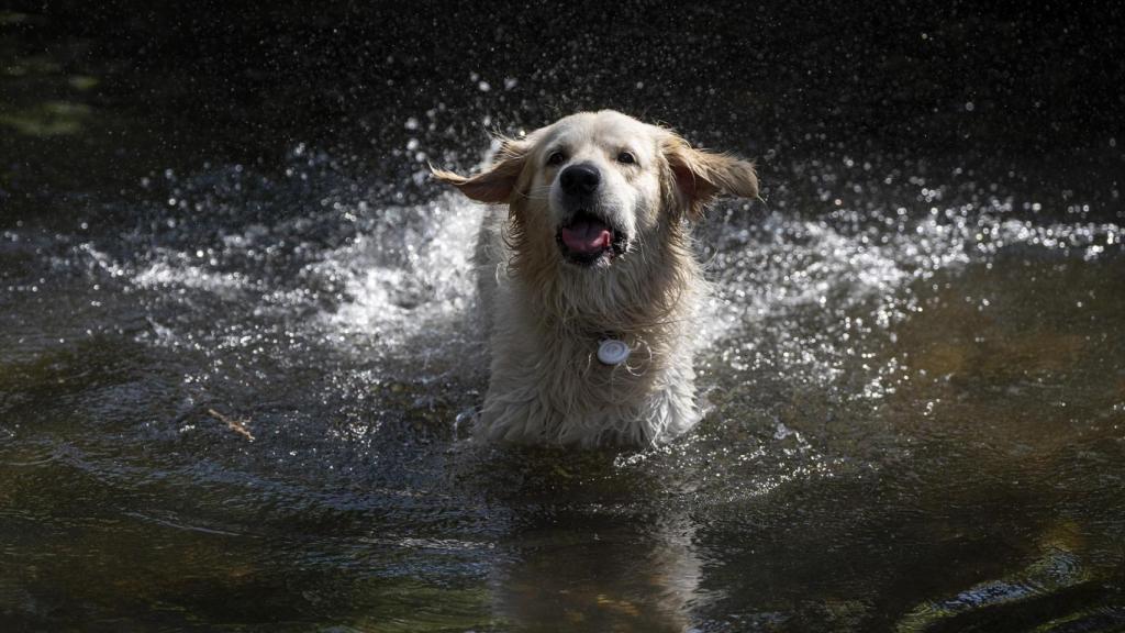 Un perro se baña en un lago.