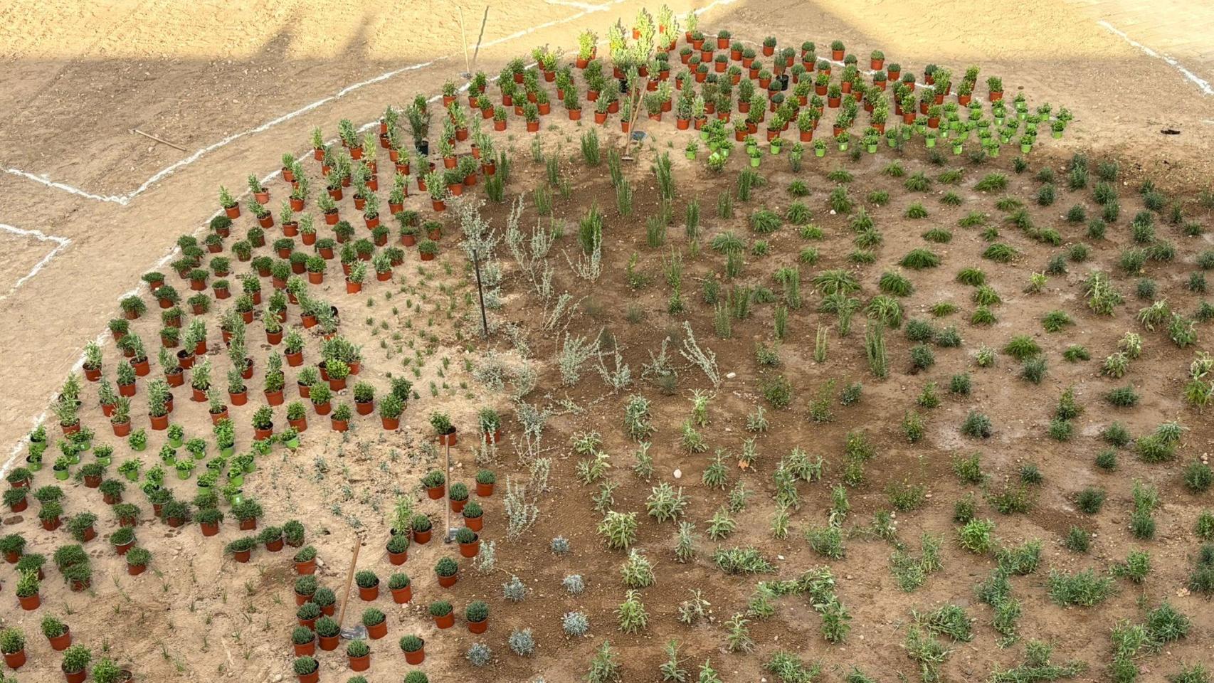 Las primeras plantas del 'hotel de insectos' de Valencia. EE